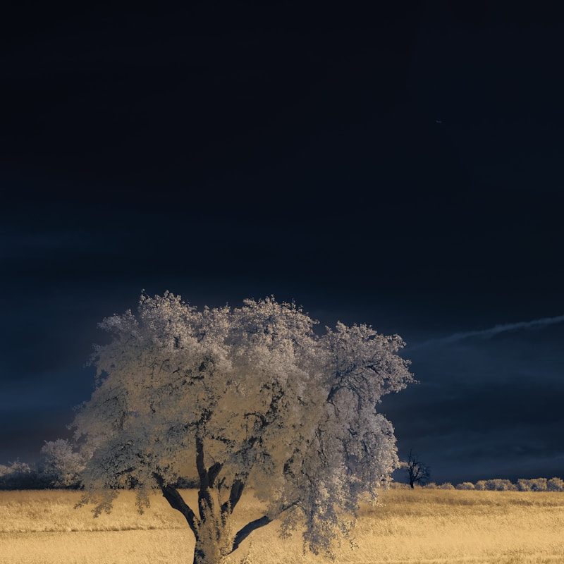 A lone tree in a field at night
